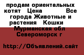продам ориентальных котят › Цена ­ 5 000 - Все города Животные и растения » Кошки   . Мурманская обл.,Североморск г.
